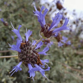 Iron Mountain - Flower on flower action - Hiking Near Me - Poway, California Iron Mountain - Flower on flower action - Hiking Near Me - Poway, California