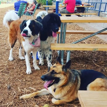 Yard Bar - Milla made some new friends today! - Bars Near Me - Austin, Texas Yard Bar - Milla made some new friends today! - Bars Near Me - Austin, Texas