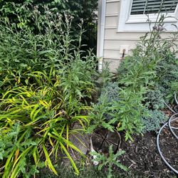 Bardelang Lawn & Handyman Services