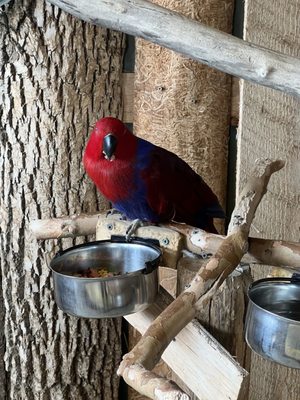 Bird Kingdom by null