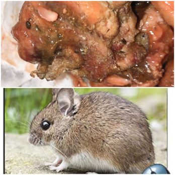 Joe's Bar-B-Q & Fish - RODENTS IN THE FOOD!!!!! - Barbeque Near Me - Hillside, Illinois Joe's Bar-B-Q & Fish - RODENTS IN THE FOOD!!!!! - Barbeque Near Me - Hillside, Illinois