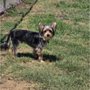 Country Inn Kennels