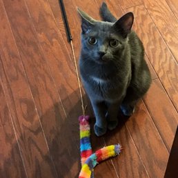 Merlot: Missing since 25 August 2020 from 2920 & Tomball Cemetery Rd. Merlot: Missing since 25 August 2020 from 2920 & Tomball Cemetery Rd.