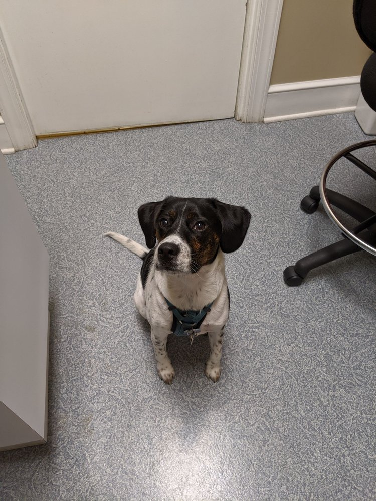 DOCSIDE VETERINARY MEDICAL CENTER 25 Photos & 58 Reviews 1705 Bank