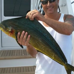 Sunset Marina - Nice dolphin/mahi mahi