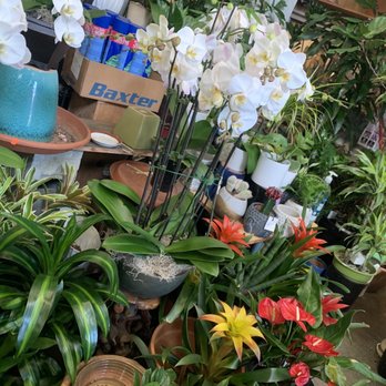 Country Plants - Amazing, indoor orchids - Nurseries & Gardening Near Me - Santa Monica, California Country Plants - Amazing, indoor orchids - Nurseries & Gardening Near Me - Santa Monica, California