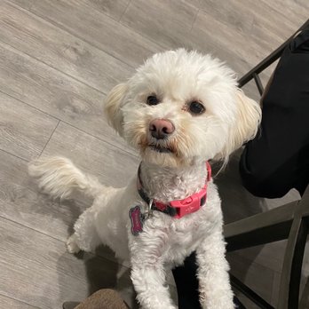 Pets 4 Us - Pet Groomers Near Me - Glendale, California Pets 4 Us - Pet Groomers Near Me - Glendale, California