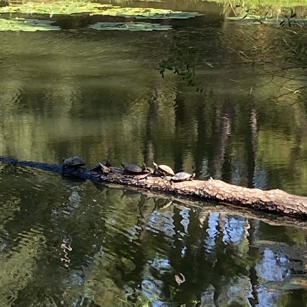 Spring Creek Greenway Nature Center - Turtles on a log in the lake. - Parks Near Me - Spring, Texas Spring Creek Greenway Nature Center - Turtles on a log in the lake. - Parks Near Me - Spring, Texas