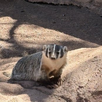 Bearizona - Badger - Zoos Near Me - Williams, Arizona