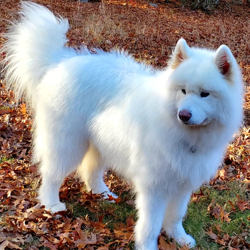 Nene Leakes joins the jury on Ms. Pat Settles It!, image size:1000x1000