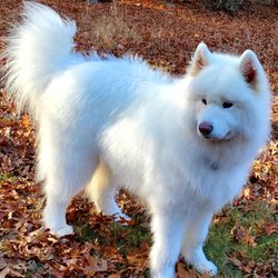 Becky’s Fuzzy Bun’s - Becky is great with Mishka!!