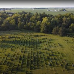 The north field, Pioneer Tree Farm.