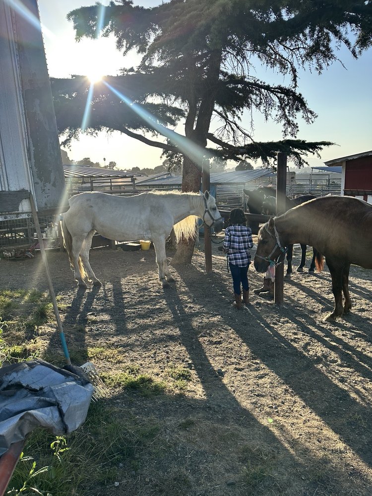 Nola Giddings Peruvian Paso Horses - equestrian in El Sobrante, CA