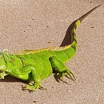 significado de hector  está me tornando rico?