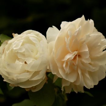 The Garden at 120 - Roses - Local Flavor Near Me - London, XGL