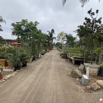 Kniffing's Discount Nursery - Trees! Roses! - Nurseries & Gardening Near Me - El Cajon, California Kniffing's Discount Nursery - Trees! Roses! - Nurseries & Gardening Near Me - El Cajon, California