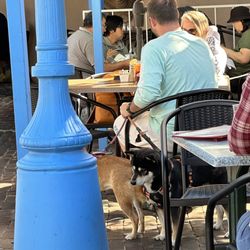 Gabriel's - Dogs allowed while eating.  Certainly not something for everyone.  Watch where you step!