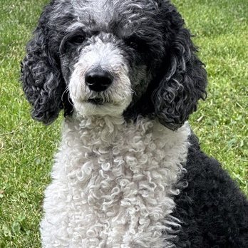 Bridger Veterinary Specialists & Emergency - The Patient - Veterinarians Near Me - Bozeman, Montana