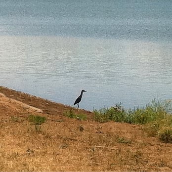 The Main Reservoir - Some kind of weird water bird. - Lakes Near Me - Lakewood, Colorado The Main Reservoir - Some kind of weird water bird. - Lakes Near Me - Lakewood, Colorado