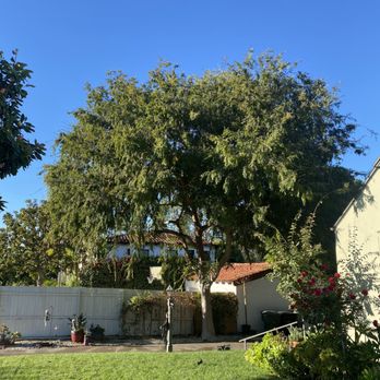 Aper's Tree Service - Before - Tree Services Near Me - Sunland, California