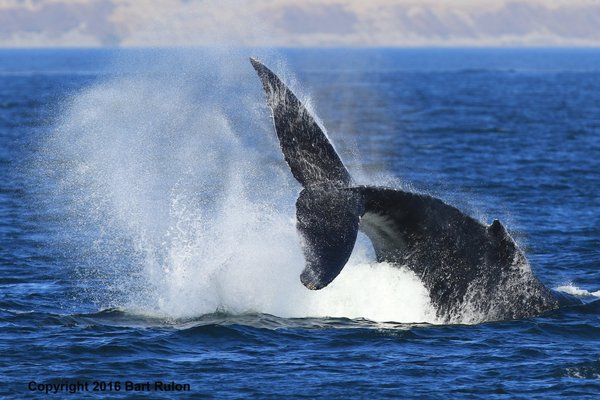 Puget Sound Express by null