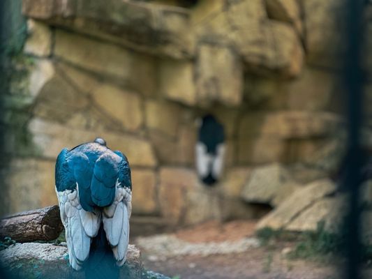 Fort Worth Zoo by null