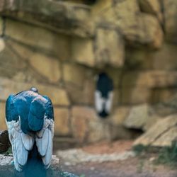 Fort Worth Zoo in Fort Worth gift card