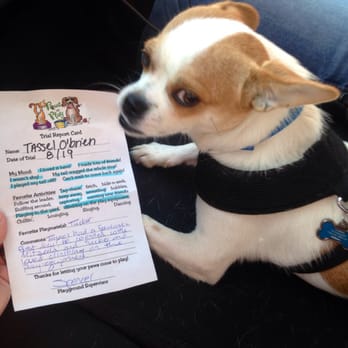 Pawz at Play - Good report card! - Pet Sitting Near Me - Overland Park, Kansas Pawz at Play - Good report card! - Pet Sitting Near Me - Overland Park, Kansas