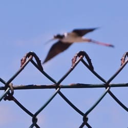 Kanaha Pond State Wildlife Sanctuary - Free Kanaha pond ... check out the birds