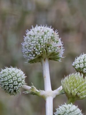 Royal Botanic Garden Edinburgh by null