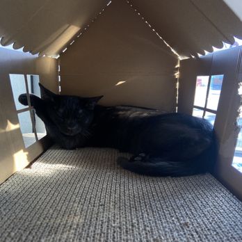 Aristocat Cafe - Cat - Coffee & Tea Near Me - Harrisonburg, Virginia