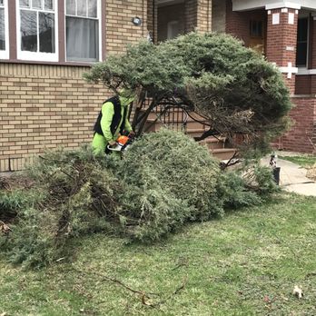 Jose's Tree Service - Quick work !!! - Tree Services Near Me Jose's Tree Service - Quick work !!! - Tree Services Near Me