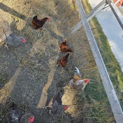 Grant-Kohrs Ranch National Historic Site - Chickens