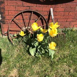 Town of Union - Beautiful flowers near Union