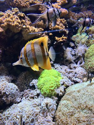 Acquario di Genova by null