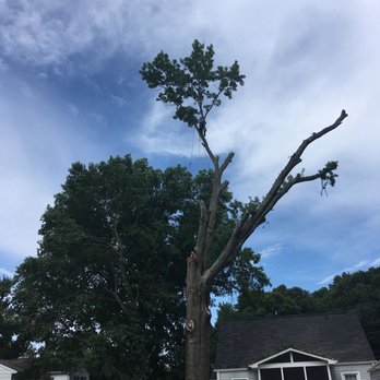 Dominion Tree Care Specialists - Tree Services Near Me - Moneta, Virginia