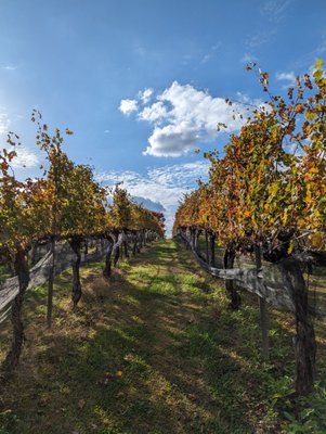 Wolf Mountain Vineyards by null
