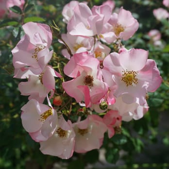 The Berkeley Rose Garden - Botanical Gardens Near Me - Berkeley, California