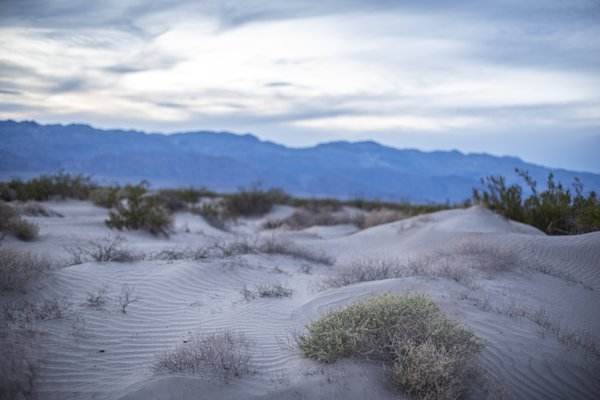 Stovepipe Wells Campground by null