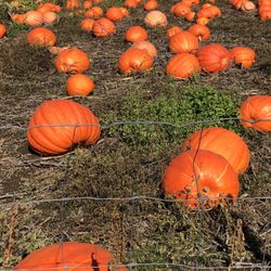 Willow View Farms - Pumpkin patch