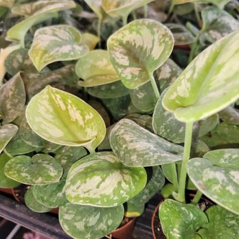 Orange Lake Nursery - Nurseries & Gardening Near Me - Lorida, Florida