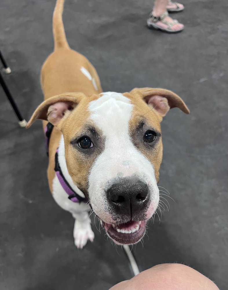 ATTABOY! PET GUARDIAN Request a Quote Sudbury, Massachusetts Dog