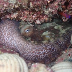 Liquid Adrenaline Divers - Octopus!