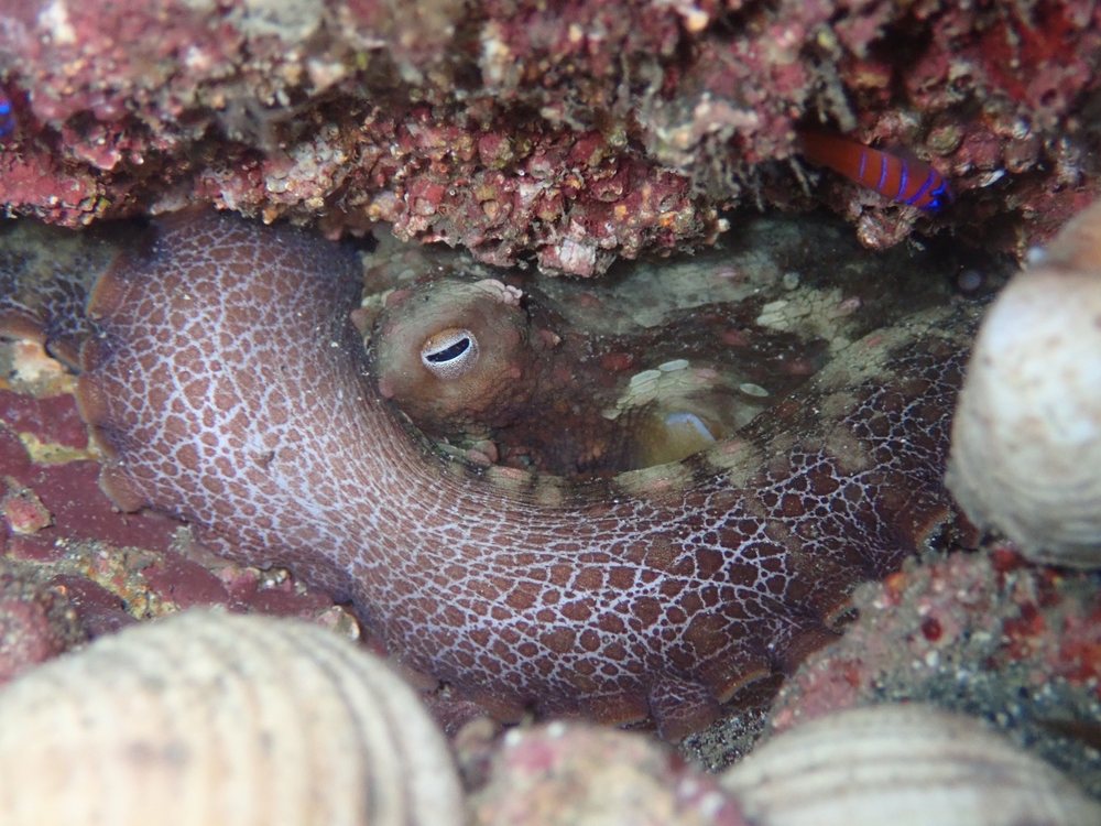 Liquid Adrenaline Divers Logo