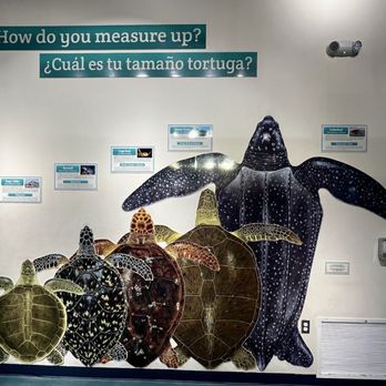 Sea Turtle - Aquariums Near Me - South Padre Island, Texas Sea Turtle - Aquariums Near Me - South Padre Island, Texas