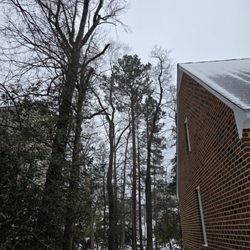 Lemus Tree Services - After photo showing the trimmed back trees, away from the roof.