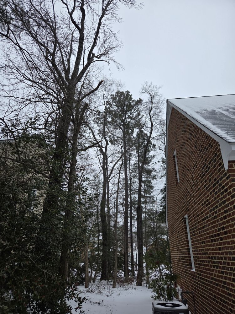 Lemus Tree Services - tree service in Henrico, VA