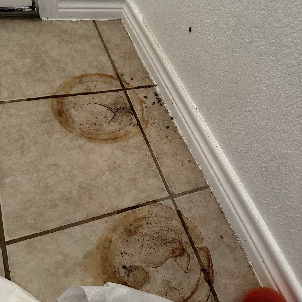 Grecia's Cleaning Services - She said she moved everything and put it back after she cleaned it but after moving the plants we didn't even know it was there. - Home Cleaning Near Me Grecia's Cleaning Services - She said she moved everything and put it back after she cleaned it but after moving the plants we didn't even know it was there. - Home Cleaning Near Me