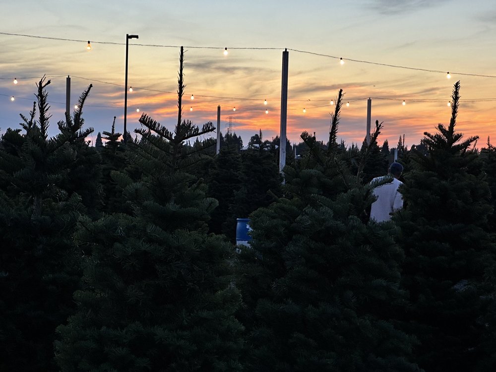 MIKEY’S CHRISTMAS TREE LAND Updated August 2024 10 Photos & 14