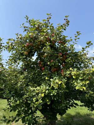 Wilson's Orchard & Farm (Iowa City) by null